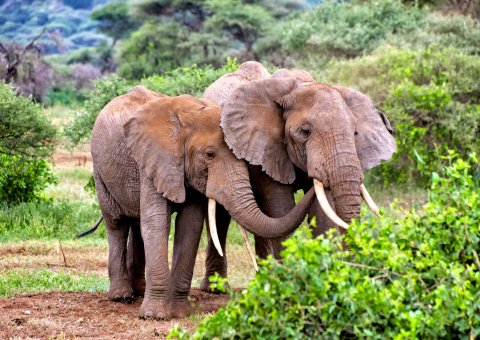 Mit Glück treffen Sie im Tarangire Nationalpark auf Elefanten
