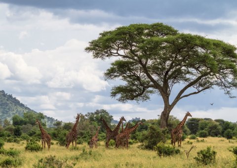 Eine Giraffenherde im Tarangire Nationalpark