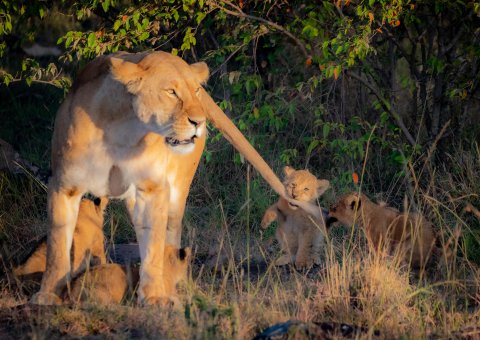 Eine Löwen Familie in Tansania