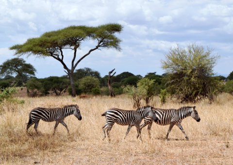 Zebras ins Tansanias Natur