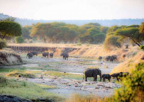 Eine Elefantenherde im Wasserloch des Tarangire Nationalparks