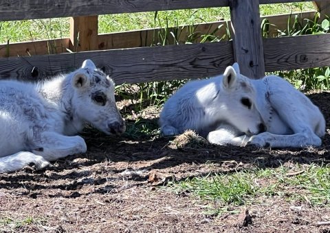 Besuch der Rentiere in Lappland