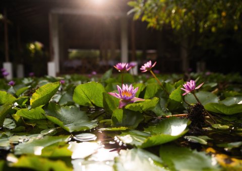 Der Lotusteich im Barberyn Reef