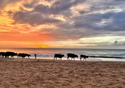 Das Resort liegt an einem der schönsten Strände von ganz Sri Lanka