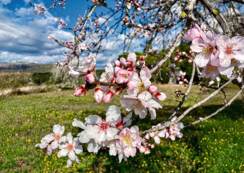 Genießen Sie die Zeit der Mandelblüte auf Mallorca
