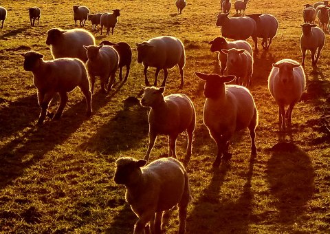 Die tierischen Bewohner des Sauerlandes