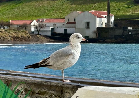 Das maritime Klima auf den Azoren genießen