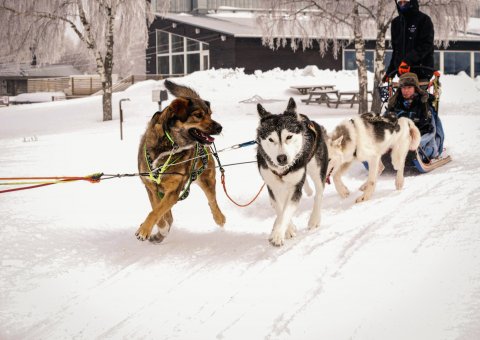 Mit dem Husky Schlitten durch Lappland