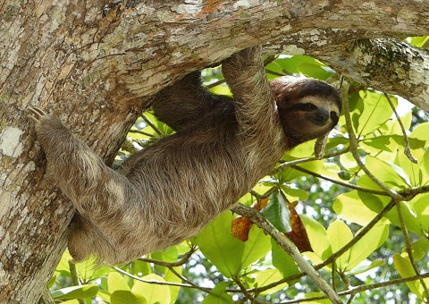 Mit etwas Glück entdecken Sie ein Faultier auf Ihrer Rundreise