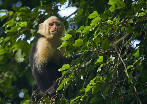 Ein Affe im Regenwald