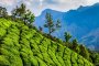 Das Grün der Teeplantagen in Indien leuchtet in der Sonne des Subkontinents