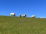 Wanderungen vorbei an weiten Wiesen  und Schafen